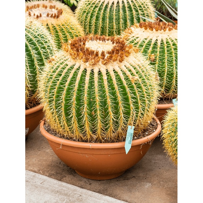 echinocactus-grusonii-50x50_674018475