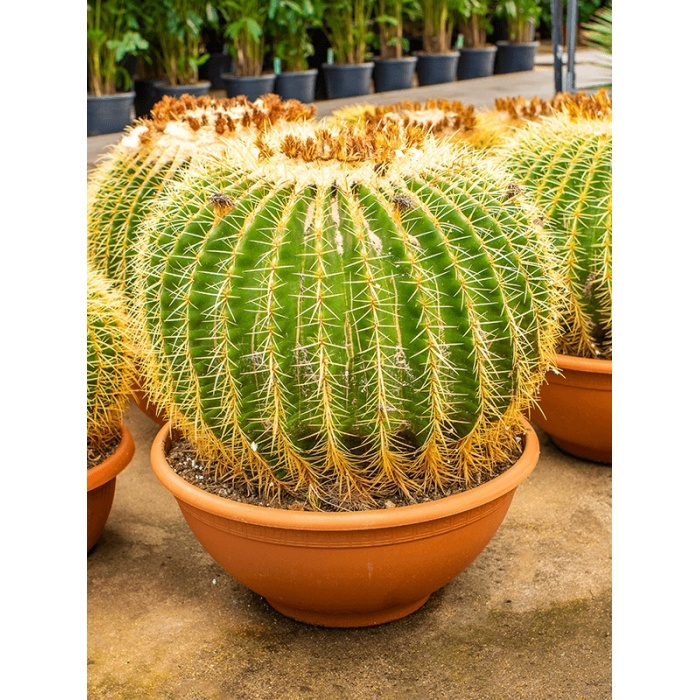 echinocactus-grusonii-50x55_281503780