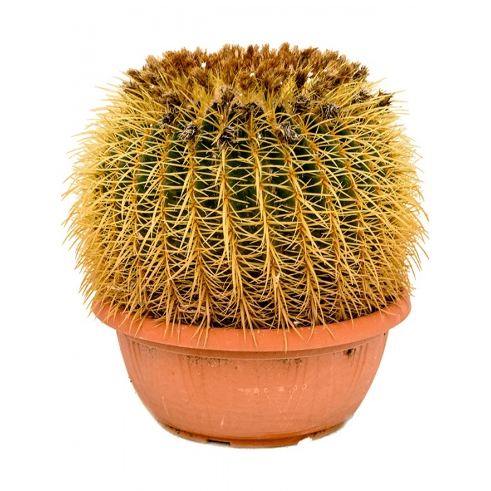 echinocactus-grusonii_1660555667