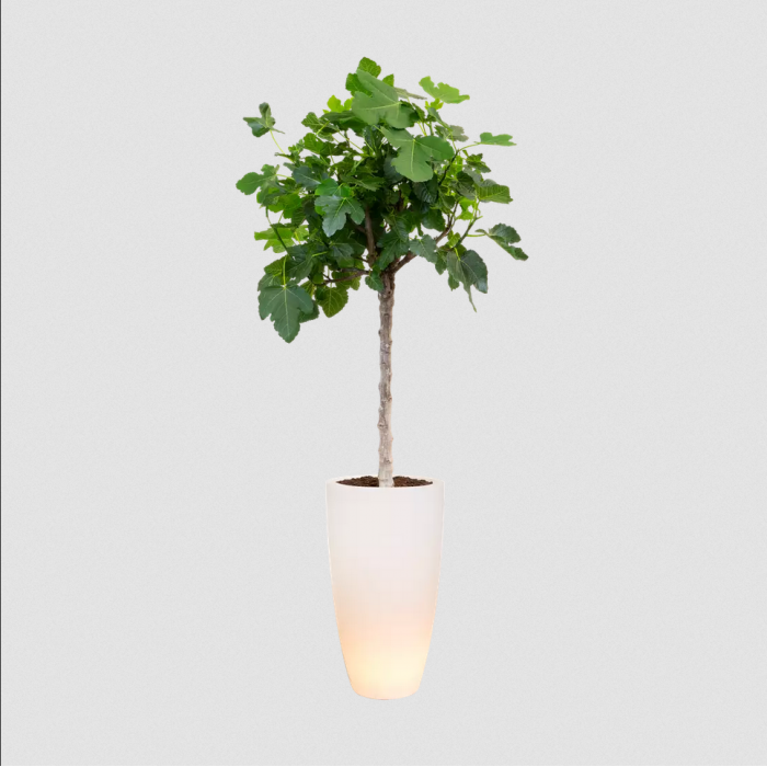 elho-pure-soft-smart-led-light-tree_2143818686