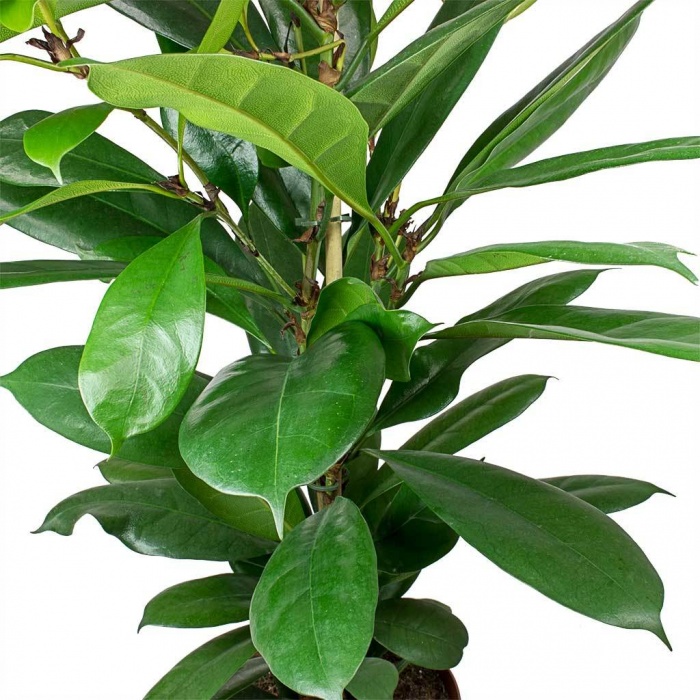 ficus-cyathistipula-