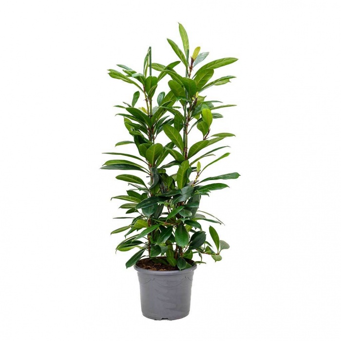 ficus-cyathistipula