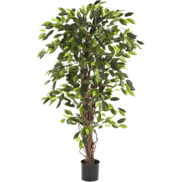 ficus-liana-180-8fw30506n_1994729124