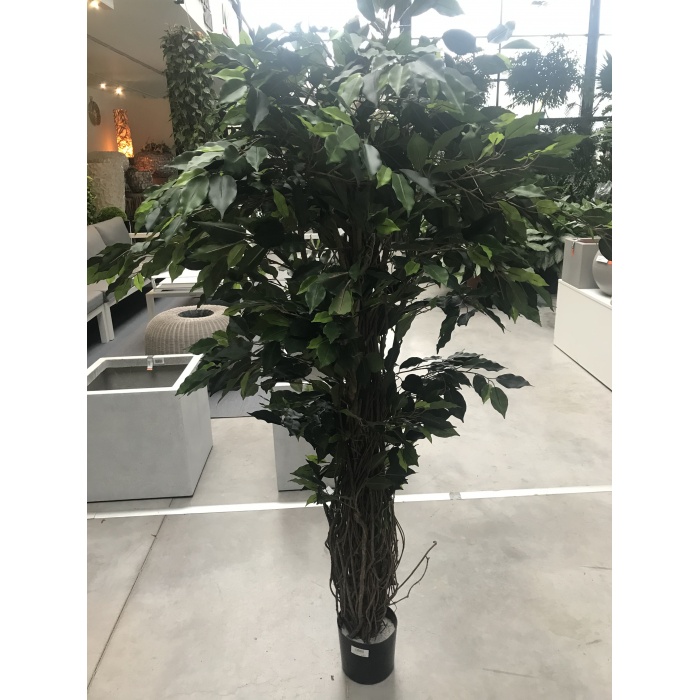 ficus-liana_1_1086610115