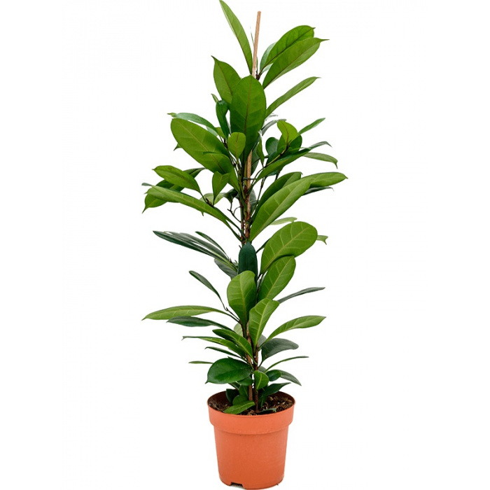 ficus_cyathistipula-21x80