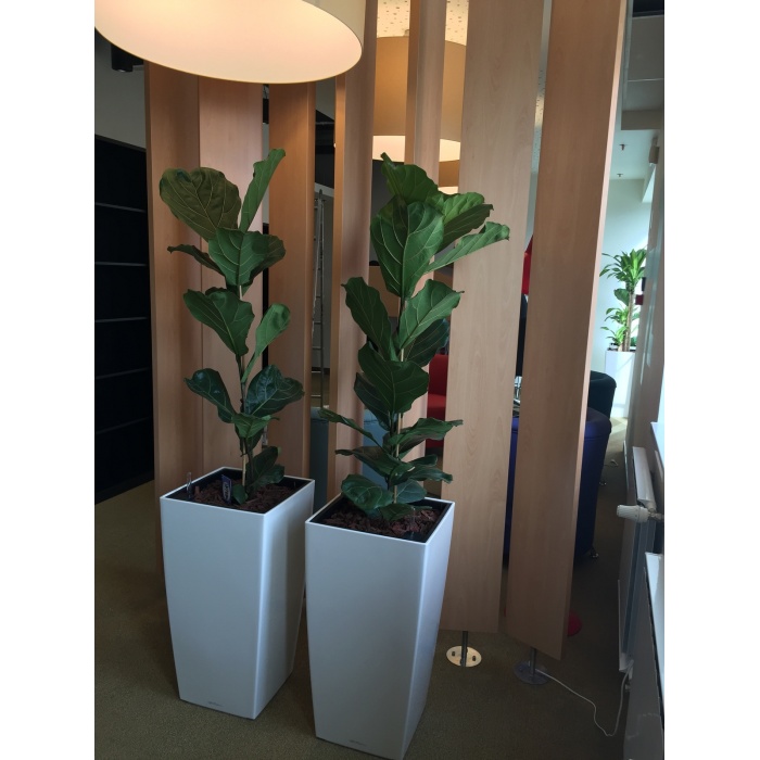 ficus_lyrata