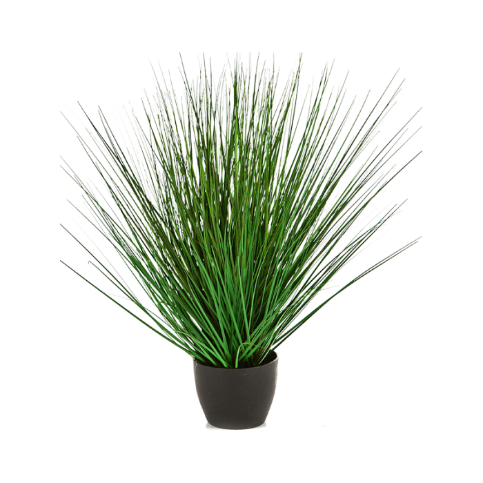 fountain-onion-grass-50cm_1347572451