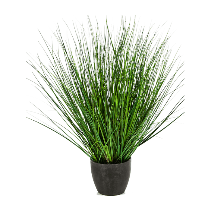 fountain-onion-grass-65cm_1392313441