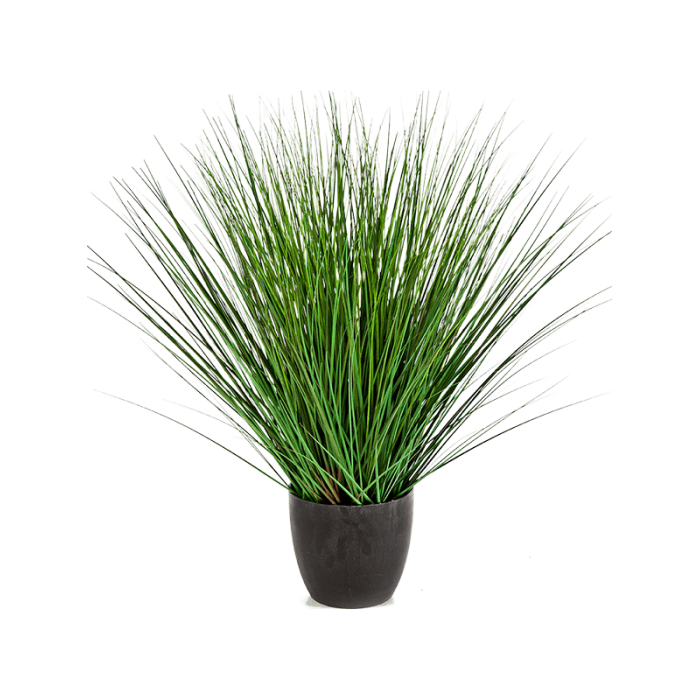 fountain-onion-grass-75cm_565390905