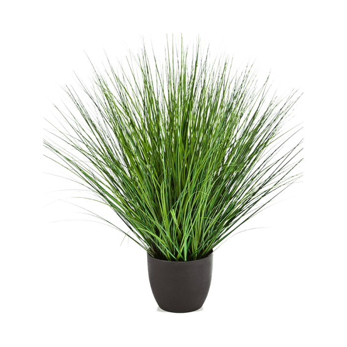 fountain-onion-grass-85cm_1441275128