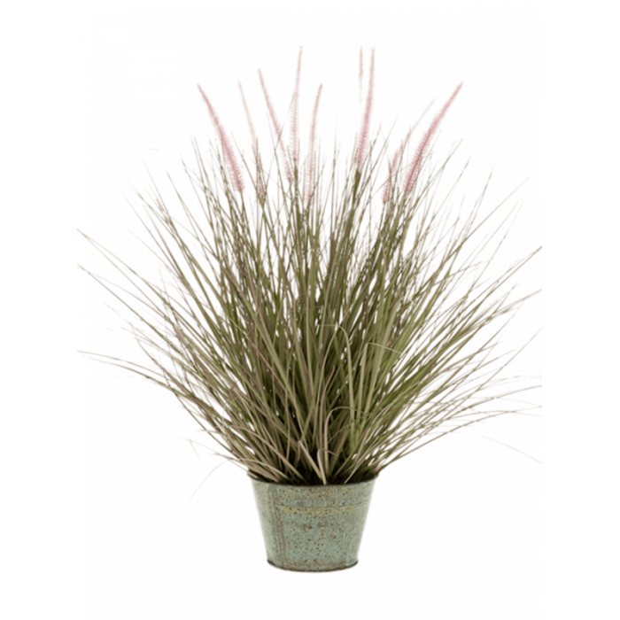 grass-pennisetum-99cm