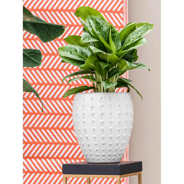 laos_mini_keramia_kaspo_25x28_cm_cream_agleonema_1331878348