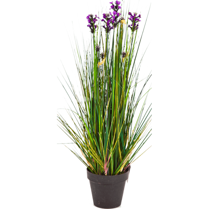 lavender-grass-60cm_508486847