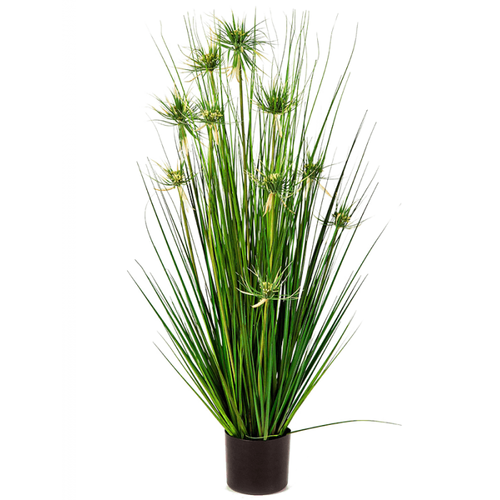 onion-star-grass-105cm_1899732711