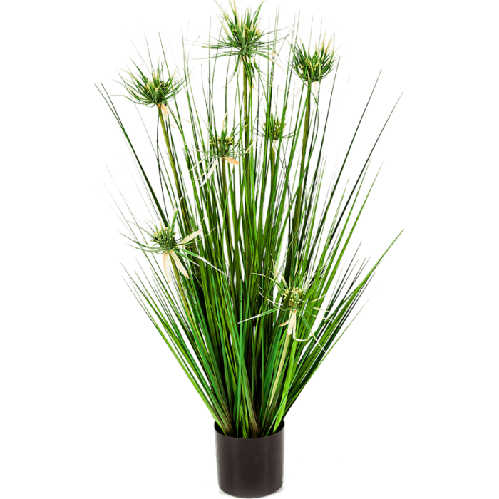 onion-star-grass-80cm_829787305