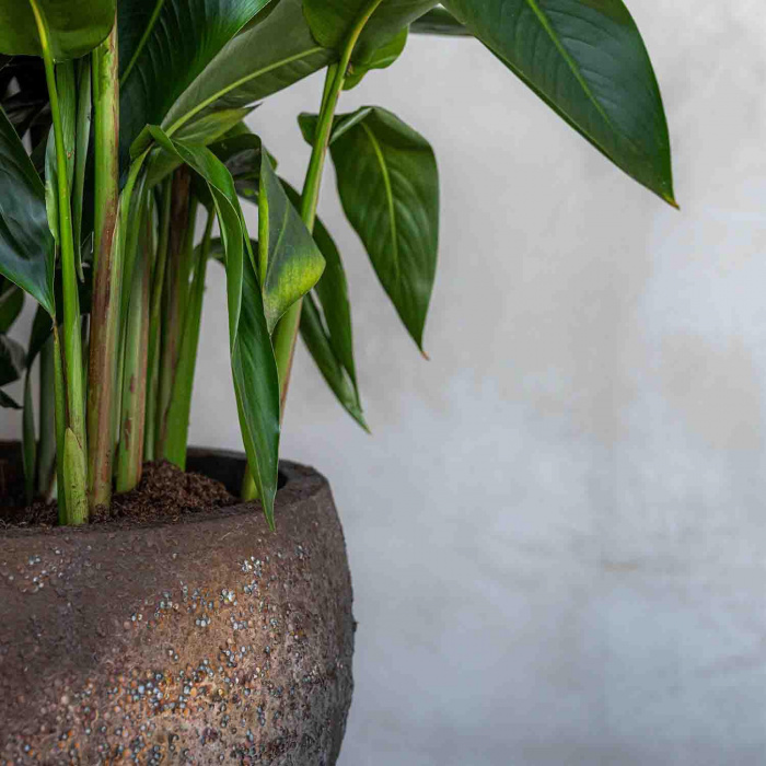 oyster-gillard-s-imperial-brown