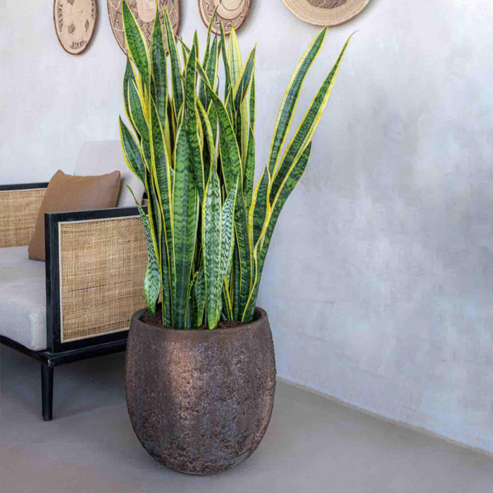 oyster-gillard-s-imperial-brown2