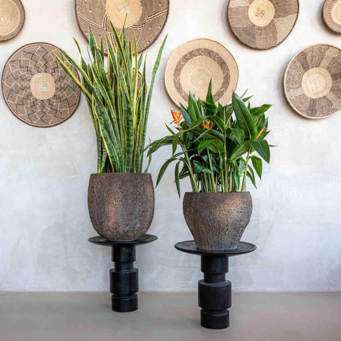 oyster-gillard-s-imperial-brown3