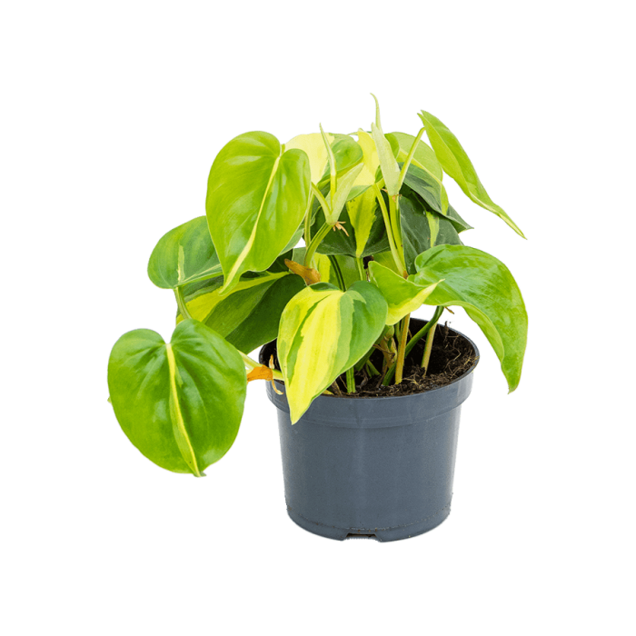 philodendron_brasil_12_cs