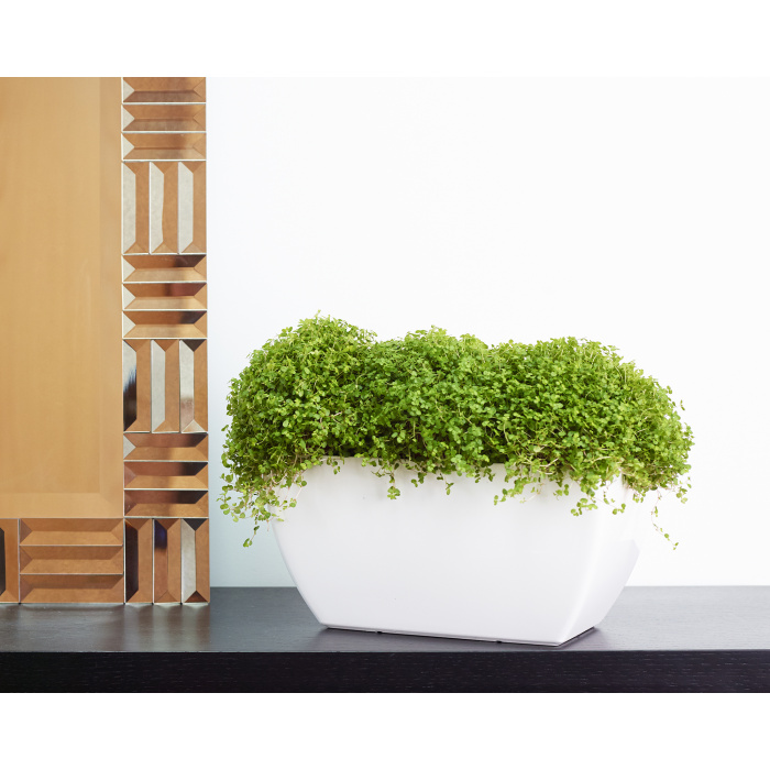 plastic-pot-recyclable-plantbox-white-indoor2