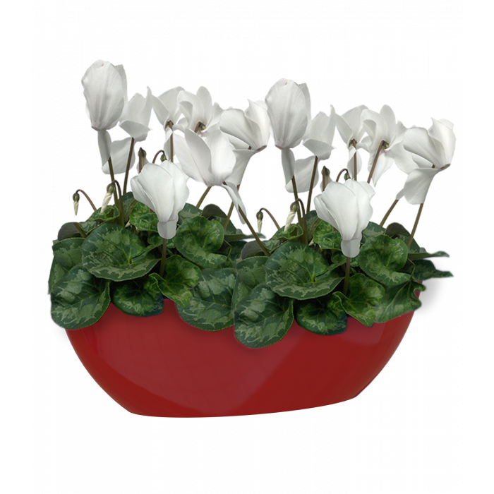 plastic-pot-recyclable-planter-oval-glossy-dark-red-plant_1280156785
