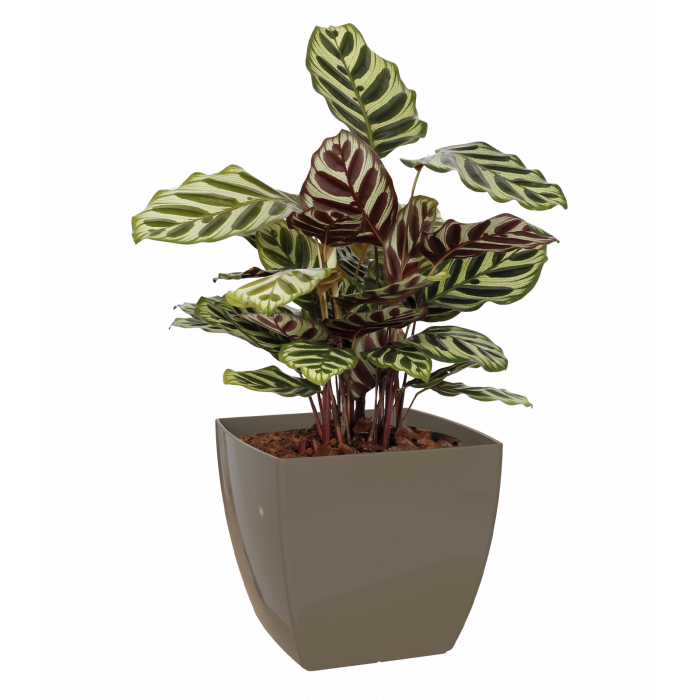 plastic-pot-recyclable-planter-square-brown-plant