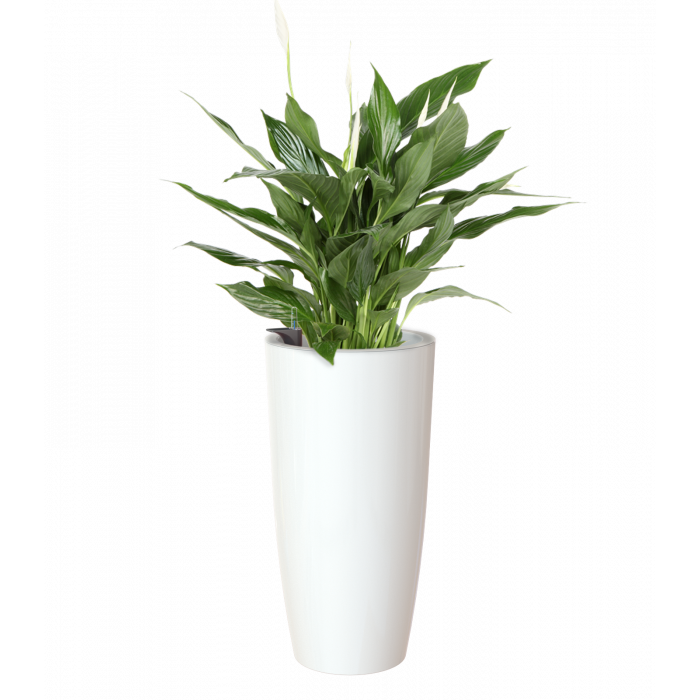 plastic-pot-recyclable-planter-tall-h2o-watering-system-white-plant