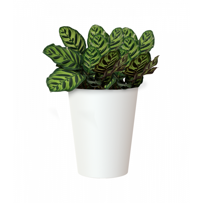 plastic-pot-recyclable-planter-white-plant-3