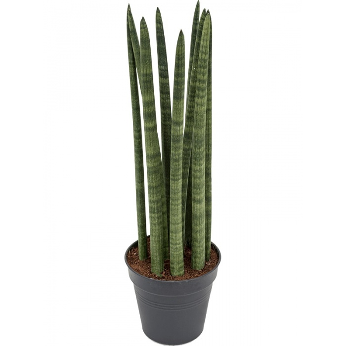 sansevieria-straight-17x60