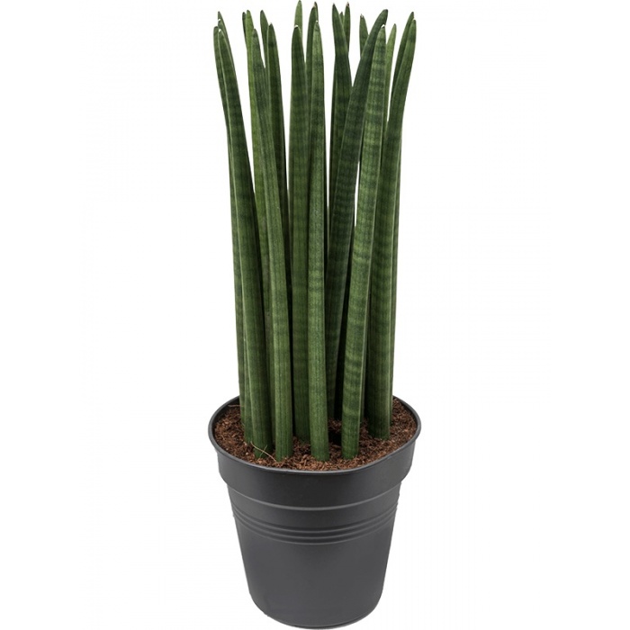 sansevieria-straight-30-90