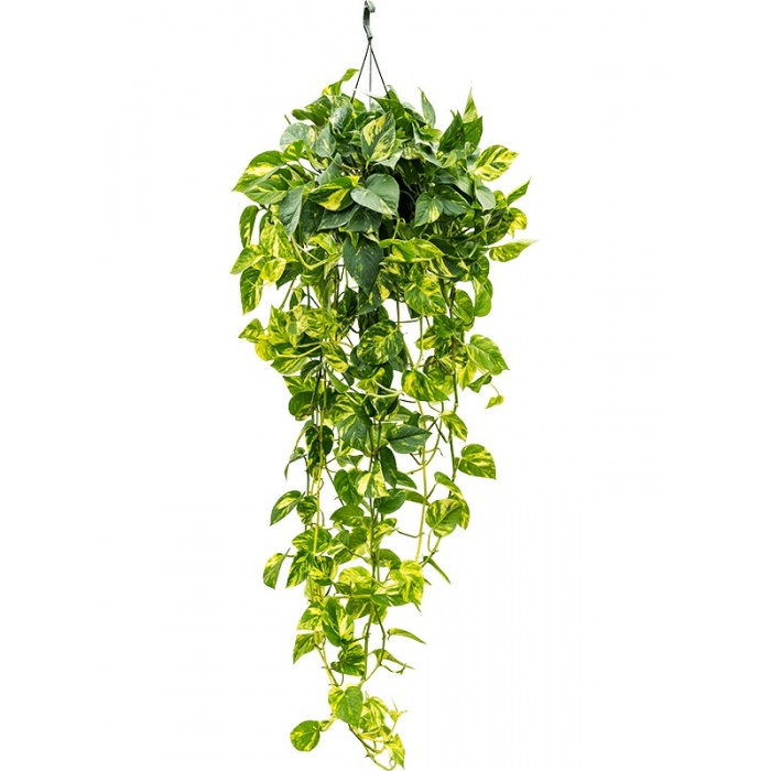 scindapsus-epipremnum-aureum-22x30