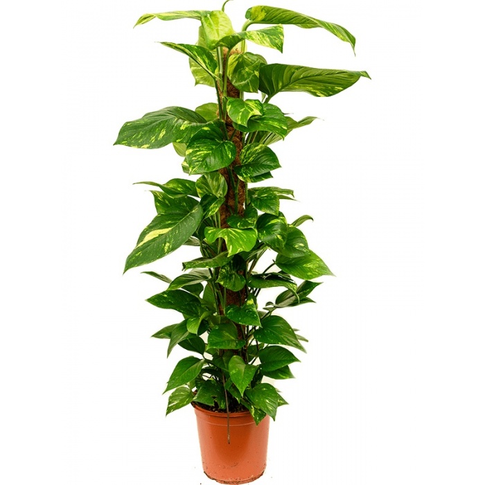 scindapsus-epipremnum-aureum-24x120_770930475