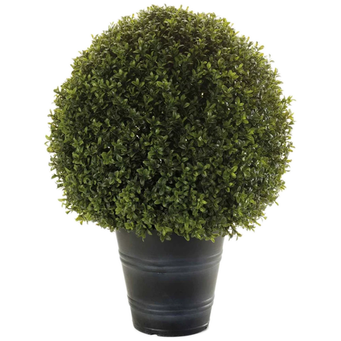 uv_allo_mubuxus_281224967